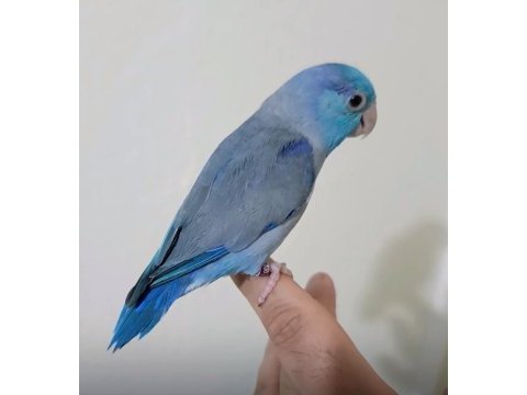 Erkek forpus papağanı