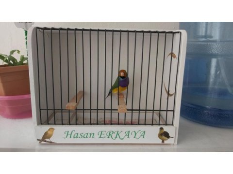 Erkek goldian finch