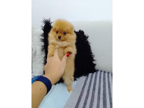Pomeranian boo yavrular