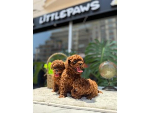 Littlepawstan en özel renk ve boyut toy poodle bebekler