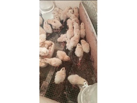 Yeni çıkım etlik teksas bıldırcın yavruları