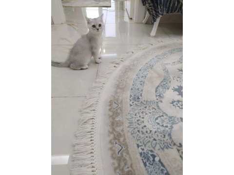 3 british shorthair afacan yuvalarını arıyor