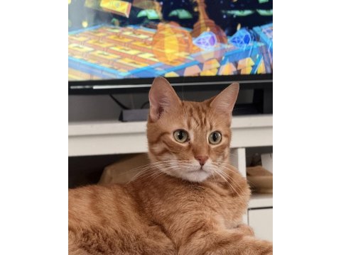 Kedimiz tarçının sevginize ihtiyacı var!