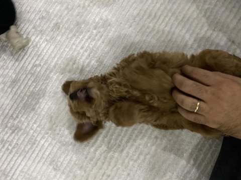 3 aylık aşıları yapıldı dişi maltipoo yavru