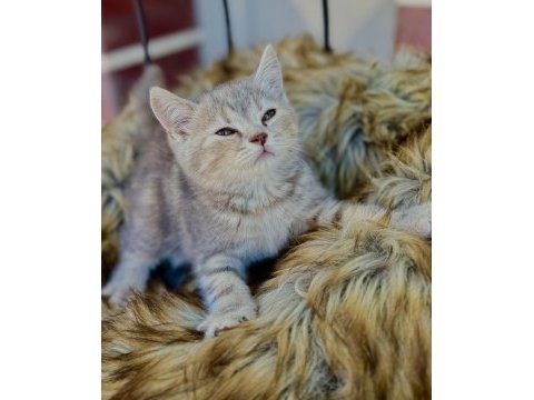 British shorthair yavru kedimiz