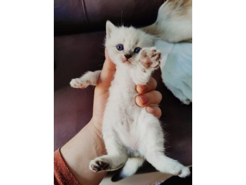 British shorthair