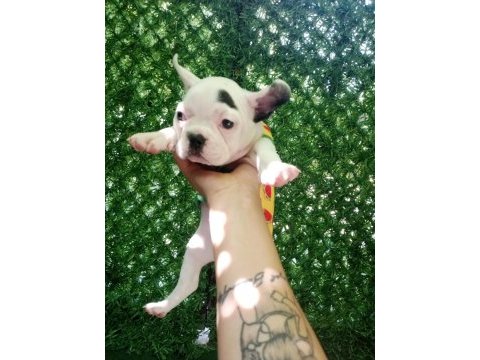 French bulldog 45 günlük dişi ankara