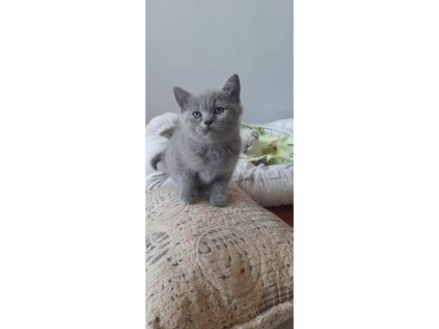 55 günlük anne baba safkan afacan kediler