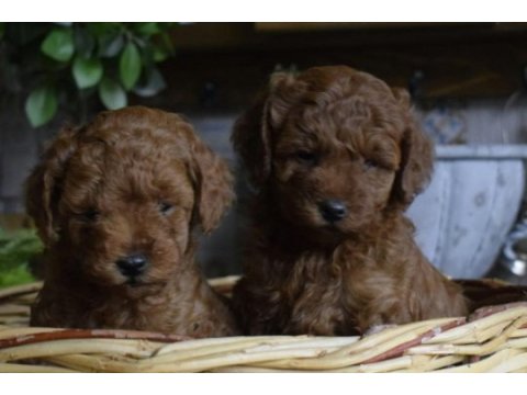 Red brown toy poodle