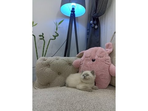Bluepoint dişi british shorthair yavruları