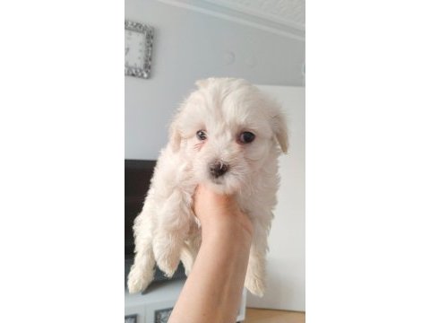 Ankara maltipoo