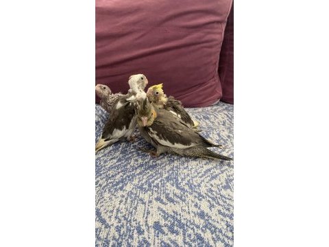 Vanilya petstoredan bebek sultan papağanları