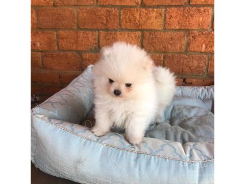 Dünya tatlısı pomeranian yavruları