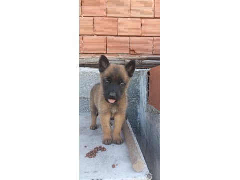 30 günlük ilk belçika kurdu has