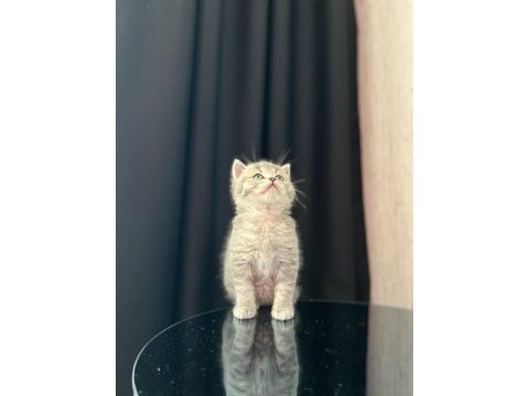 Brıtısh shorthair yavrularım 