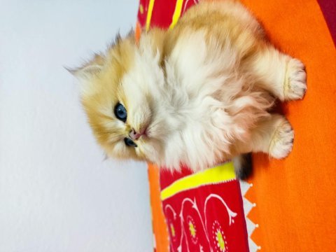 Full şecereli ny 11 british longhair 56 günlük kızım