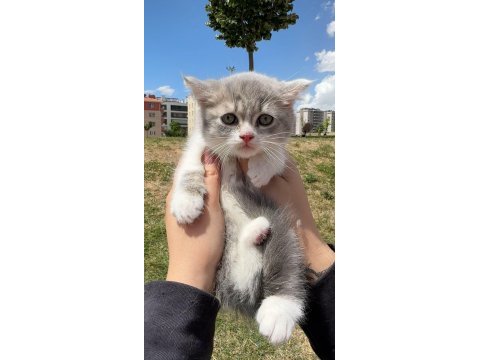 Bicolor british shorthair yavrular