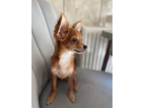 Sevecen minik pinscher
