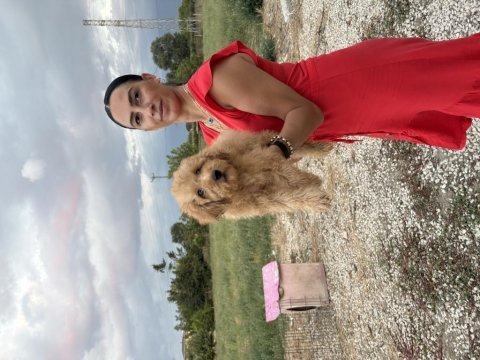 Toy poodle yavrularım sağlık ve arık garantilidir