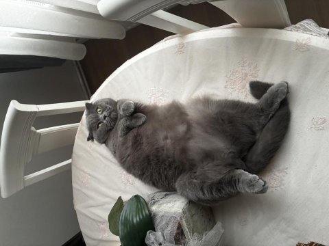 Dişi scottish fold yetişkin