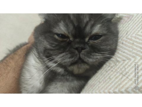 Ücretsiz exotic shorthair sahiplendirilecek