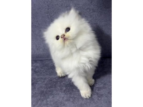 British longhair (show kalite)