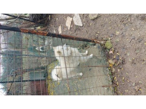 Samoyed sahibinden