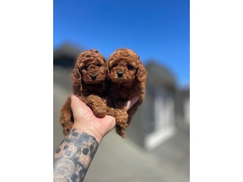 Red brown muhteşem güzellikte toy poodle yavrular