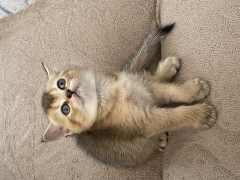 Son kalan safkan british shorthair bebekler