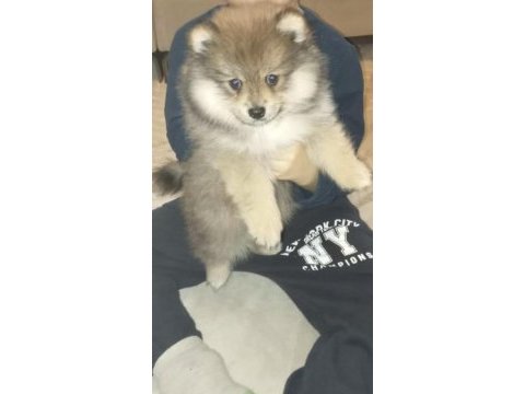Pomeranian erkek 72 günlük yavru köpek sahiplendirilecek