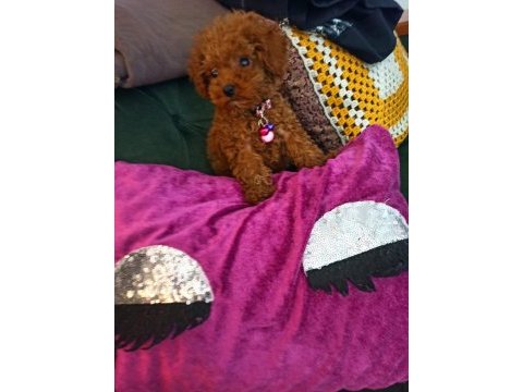 İzmir de garantili ev üretimi toy poodle