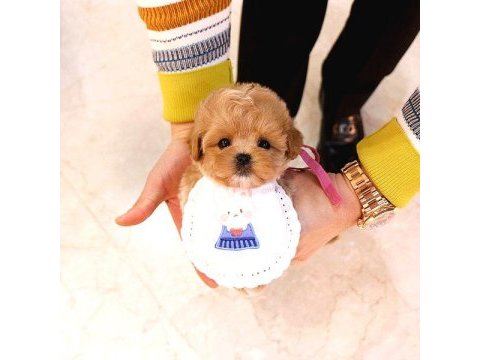 Show düzey toy poodle yavruları