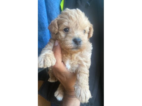 Beyaz ve renkli terrier bebekler
