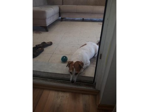 Jack russell köpeğimiz sahiplendirilecek