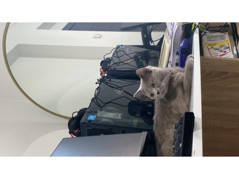 British shorthair ücretsiz yuva arıyorum