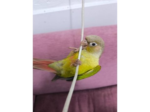 El besleme konur papağanı