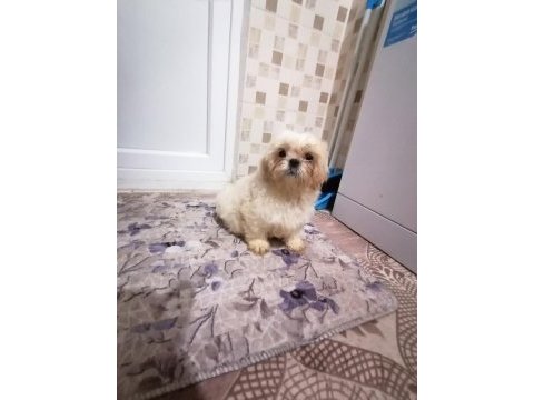 Yeni yıl şekerleri shih tzu yavrularımız