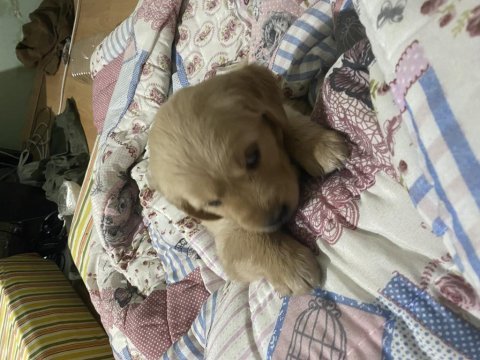 Erzurum safkan golden retriever
