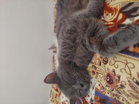 Sahibinden british shorthair kedimiz