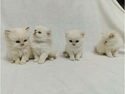 British longhair bebişlerimiz