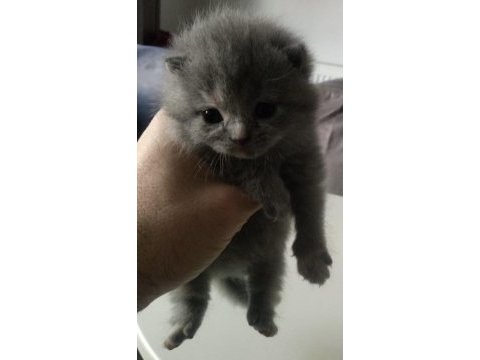 Scottish fold yavrular
