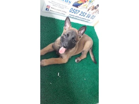 Akkuş üretim çiftliğinden malinois yavruları