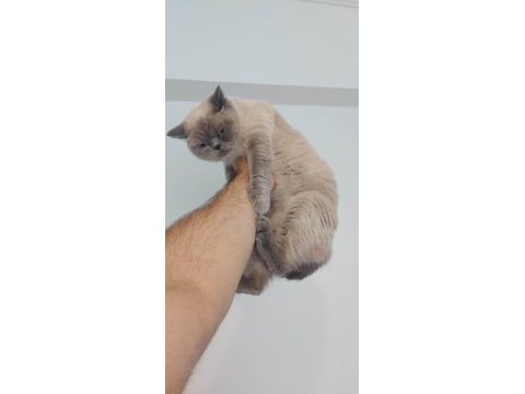 2 yaşında dişi british shorthair kedimiz