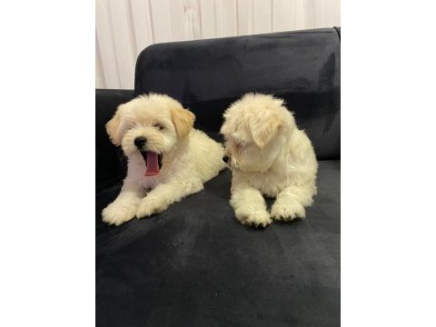 2 aylık yavru terrier yavrumuz