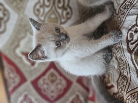 Güzel sevimli ev kedisi cins eğitimi tam