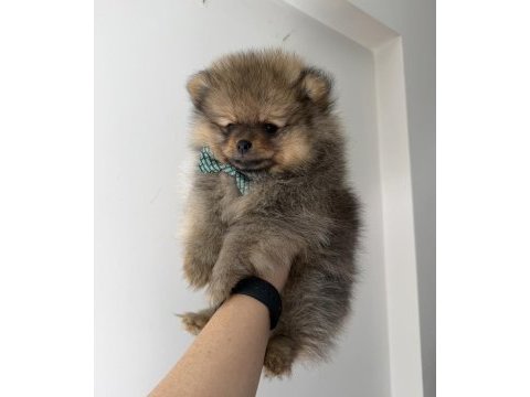 Pomeranian boo dişi erkek uygun