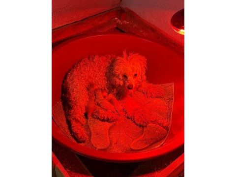 Poodle yavrularımız rezerveye acıktık 3 adet var