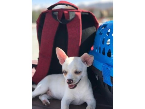 Şivava köpeğimiz 3 aylık aşıları tam
