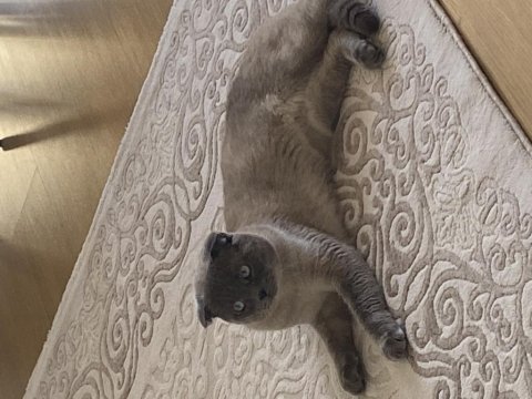 Scottish fold lokum kedimiz