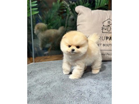 Sevimli minik pomeranian dostlarımızı görmek ister misiniz?